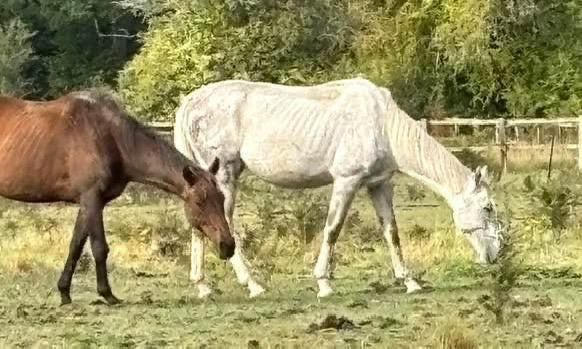 Perry Nutrition EASIGastro Pro | Horse Digestive Support - image 5 - Wellbeing Pets