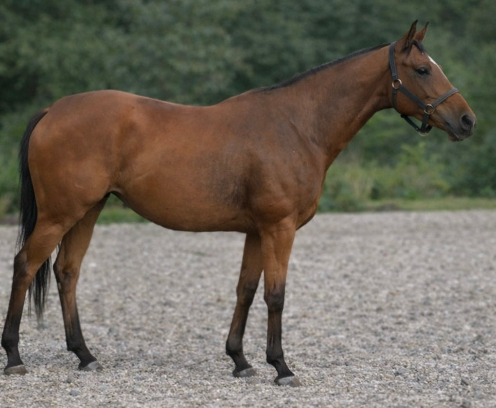 Perry Nutrition EASIHoof & Skin for Horses - image 3 - Wellbeing Pets