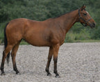 Perry Nutrition EASIHoof & Skin for Horses - image 3 - Wellbeing Pets