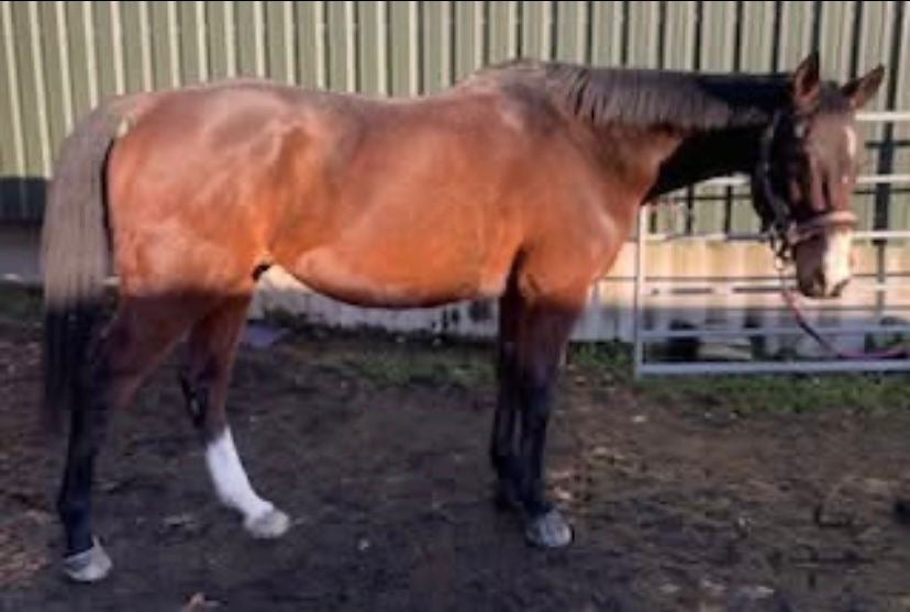 Perry Nutrition EASIGastro Pro | Horse Digestive Support - image 2 - Wellbeing Pets