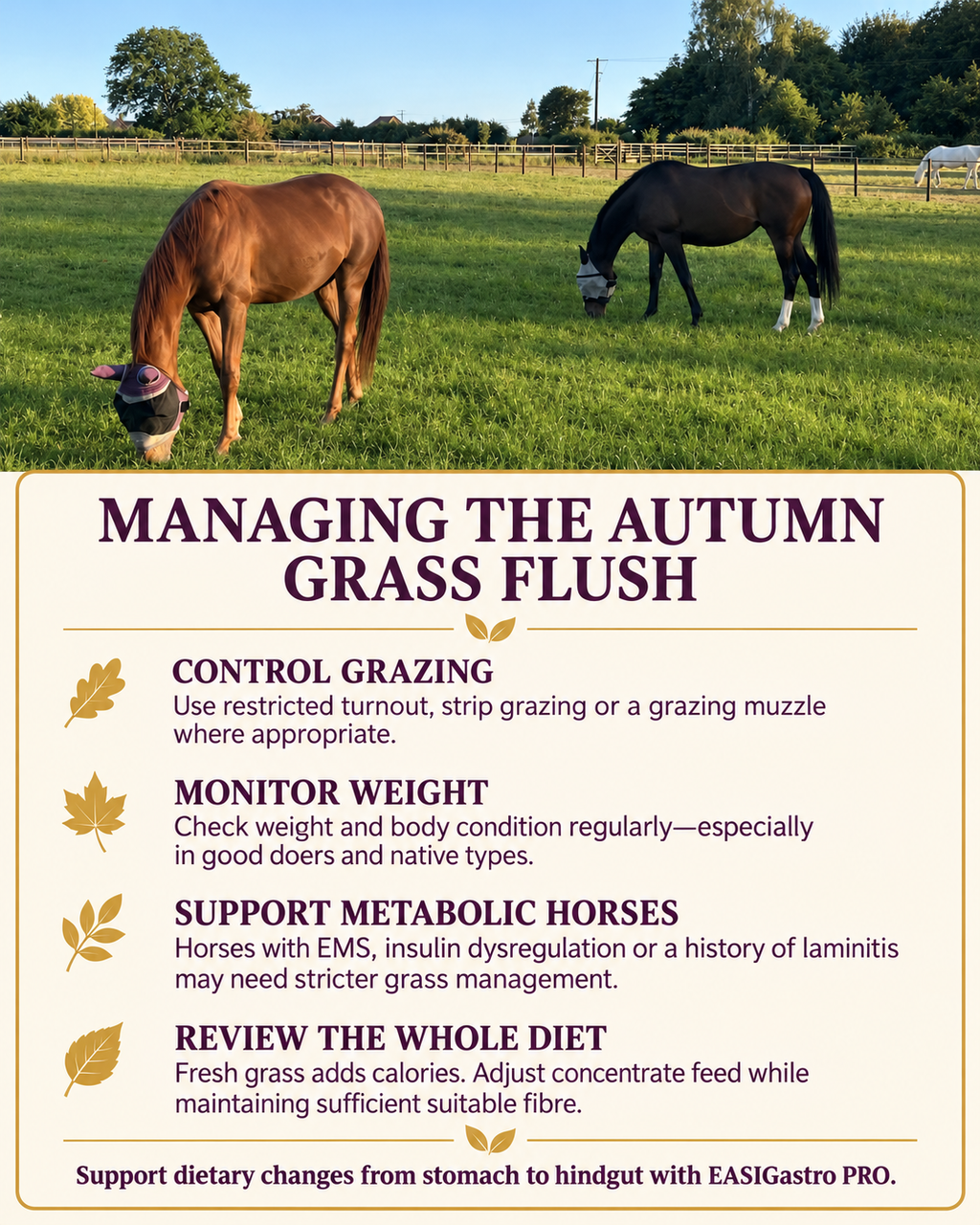 Perry Nutrition EASIGastro Pro | Horse Digestive Support - image 9 - Wellbeing Pets