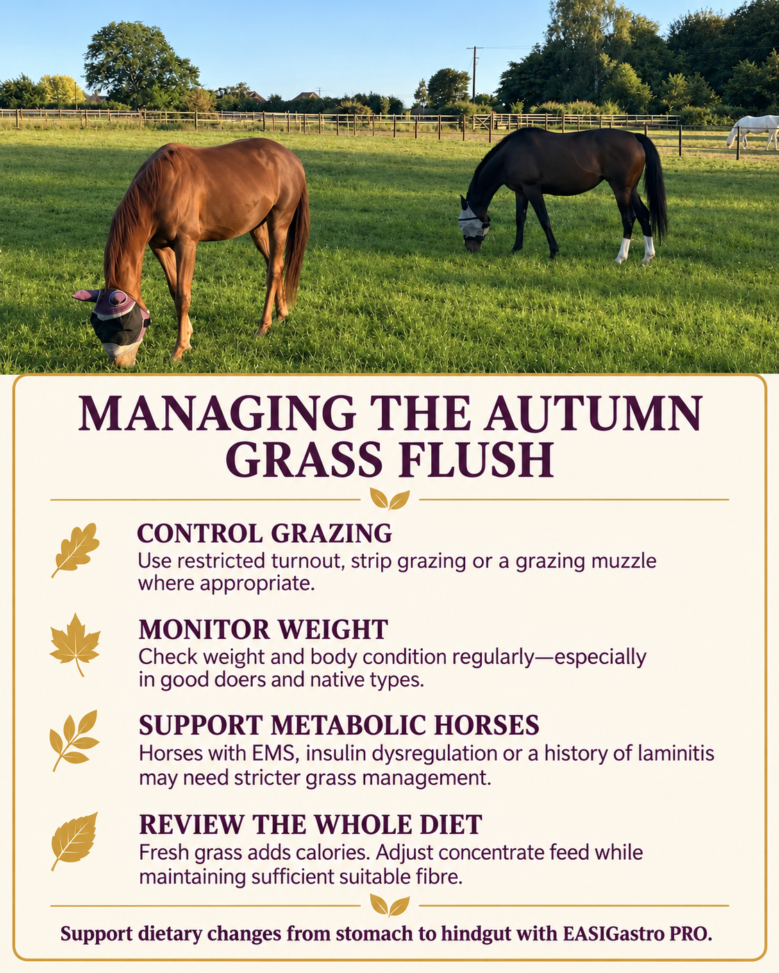 Perry Nutrition EASIGastro Pro | Horse Digestive Support - image 9 - Wellbeing Pets