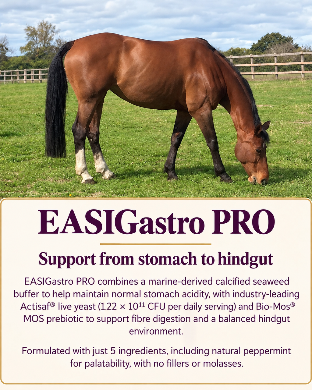 Perry Nutrition EASIGastro Pro | Horse Digestive Support - image 7 - Wellbeing Pets