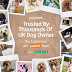 Skin & Coat Treats for Dogs by Pupps – image 9