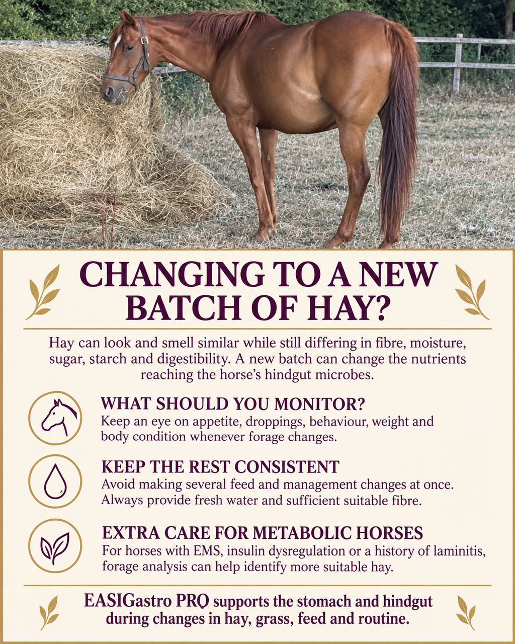Perry Nutrition EASIGastro Pro | Horse Digestive Support - image 8 - Wellbeing Pets