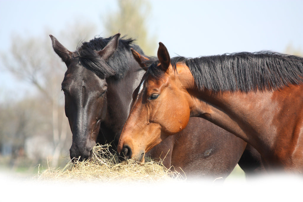 Hip & Joint Horse Glucose Free | Joint Supplement - image 3 - Wellbeing Pets