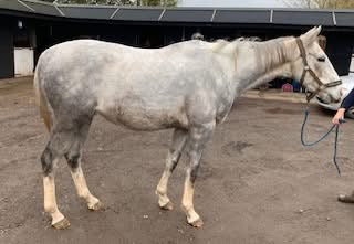 Perry Nutrition EASIGastro Pro | Horse Digestive Support - image 6 - Wellbeing Pets
