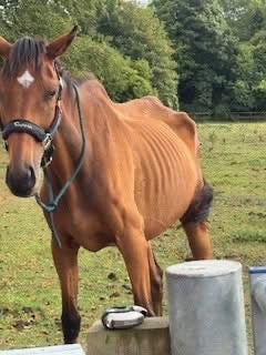 Perry Nutrition EASIGastro Pro | Horse Digestive Support - image 3 - Wellbeing Pets