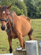 Perry Nutrition EASIGastro Pro | Horse Digestive Support - image 3 - Wellbeing Pets