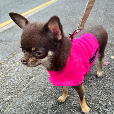 Tiny Toastie Water-Repellent Fleece Dog Coat - Hot Pink - image 9 - Wellbeing Pets