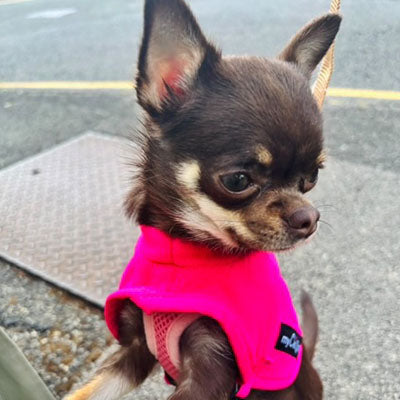 Tiny Toastie Water-Repellent Fleece Dog Coat - Hot Pink - image 7 - Wellbeing Pets