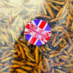 UK-Grown Dried Calciworms - Wellbeing Pets