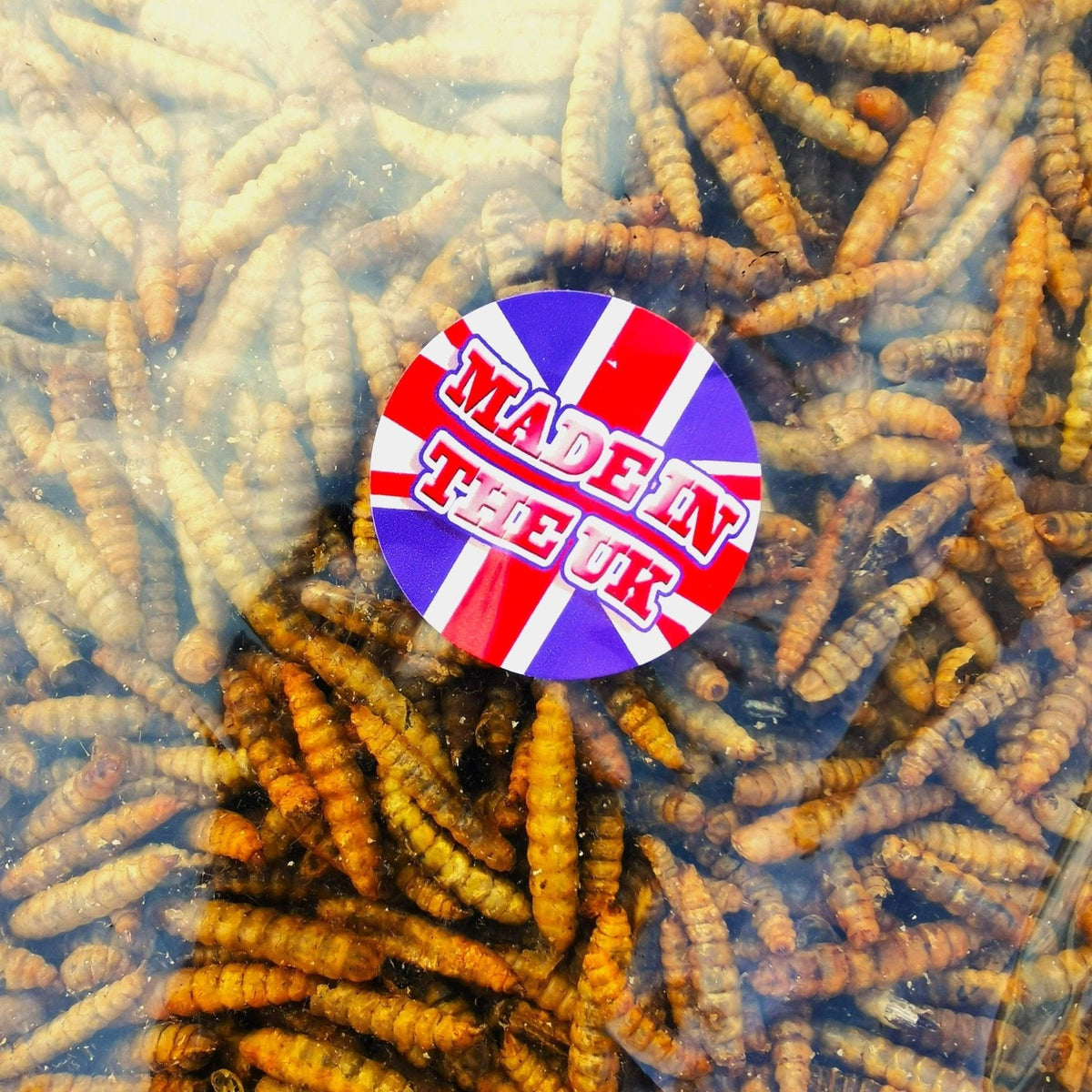 UK-Grown Dried Calciworms - Wellbeing Pets