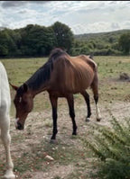 Perry Nutrition EASIGastro Pro | Horse Digestive Support - Wellbeing Pets