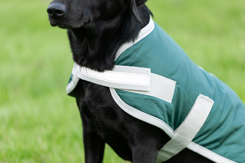 Classic Waterproof Dog Coat 240g - Hunter Green - image 3 - Wellbeing Pets
