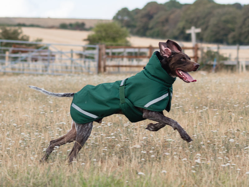 Luxe Waterproof Dog Coat 250g - Hunter Green - image 7 - Wellbeing Pets