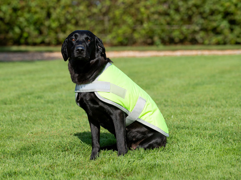 Classic Waterproof Dog Coat 240g - High Viz Yellow - Wellbeing Pets