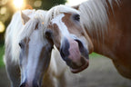 Hip and Joint Horse PLUS GLUCOSE FREE Premium Joint Supplement - product image - Wellbeing Pets