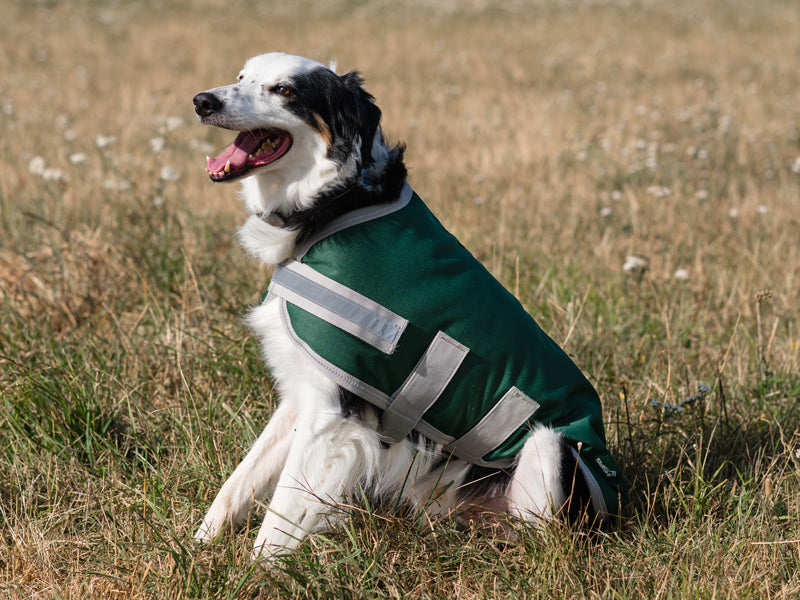 Classic Waterproof Dog Coat 150g - Hunter Green - image 3 - Wellbeing Pets