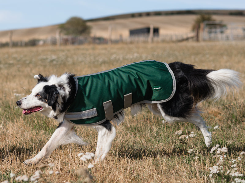 Classic Waterproof Dog Coat 150g - Hunter Green - image 5 - Wellbeing Pets