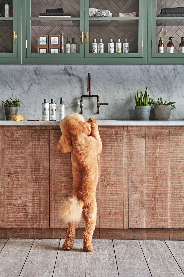 WildWash Senior Shampoo for Dogs, 250ml product image
