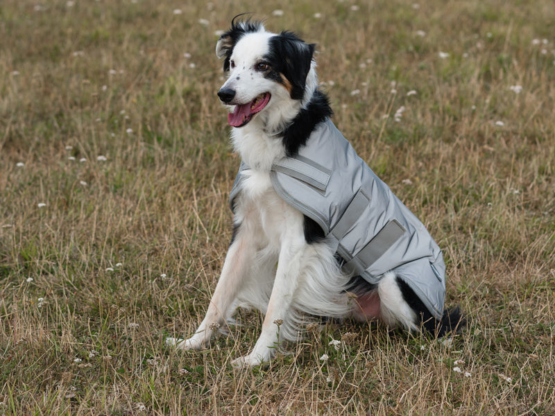 Classic Waterproof Dog Coat 150g - Reflective Silver - image 5 - Wellbeing Pets
