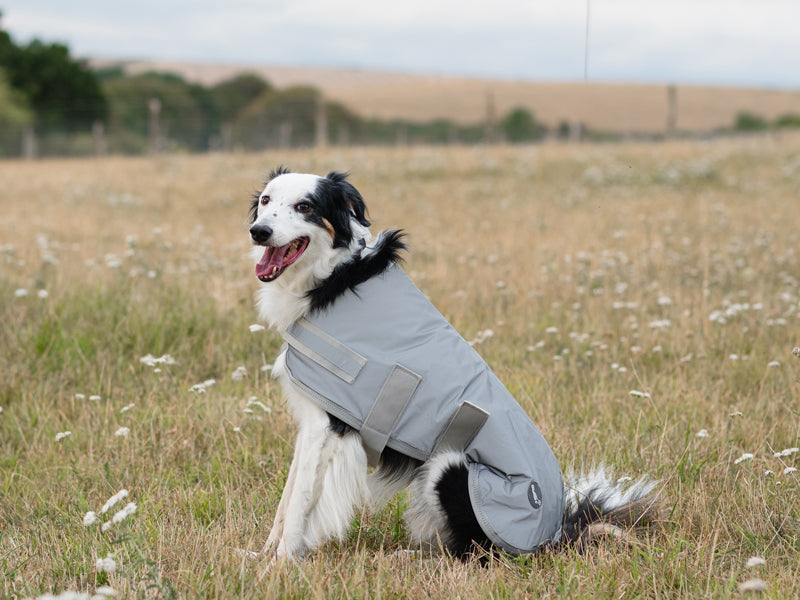 Classic Waterproof Dog Coat 150g - Reflective Silver - image 2 - Wellbeing Pets