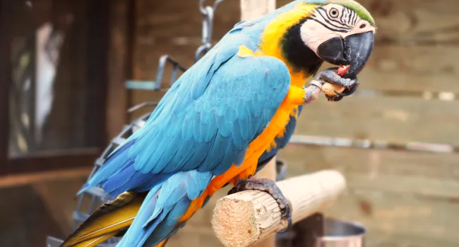 From Fur to Feathers: How to Care for Your Pet Bird