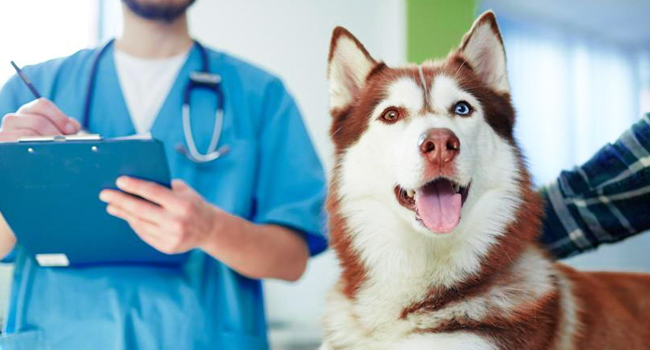 Pet Health and Wellness: Preventative Care for Long, Happy Lives