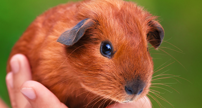 Small Pets, Big Love: Tips for Caring for Hamsters, Guinea Pigs, and More