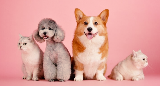 The Ultimate Guide to Pet Care: Tips for Happy and Healthy Pets