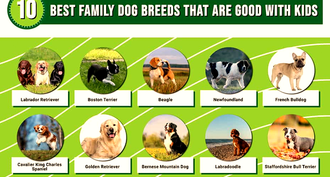 The Top 10 Most Popular Dog Breeds: Which One is Right for You?